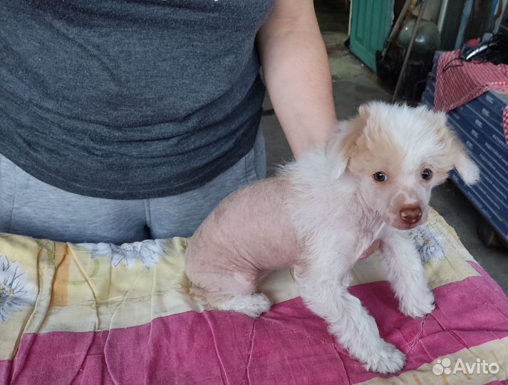 Китайская хохлатая