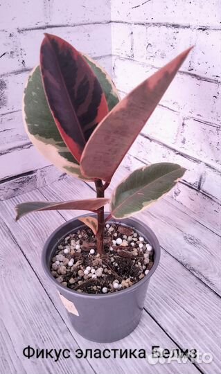 Растения комнатные