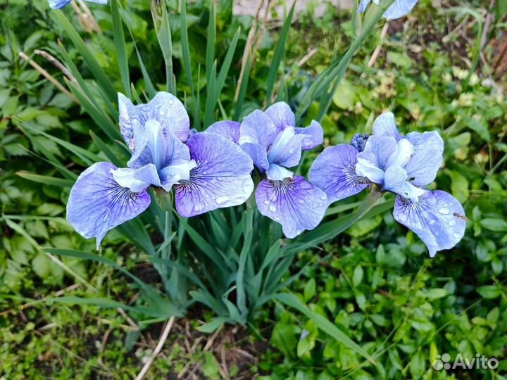 Ирис сибирский
