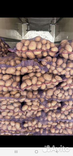 Продам картофель оптом