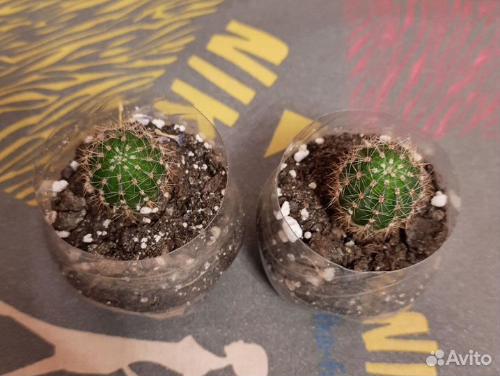 Кактусы и суккуленты