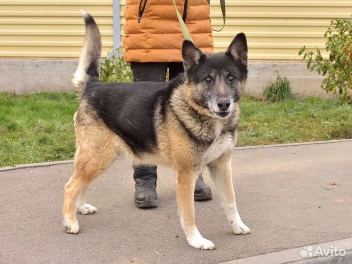 Помогите Оскару