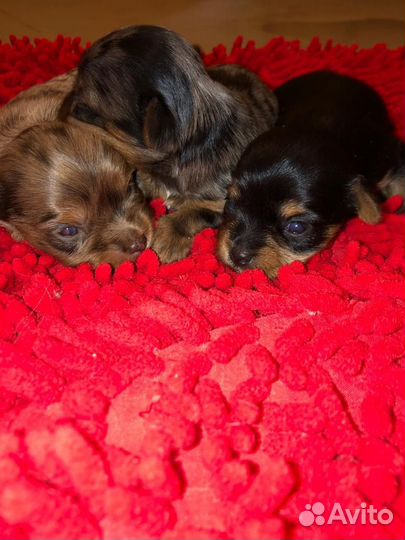 Йоркширский терьер