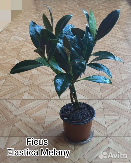 Фикус Эластика Мелани / Ficus Elastica Melany