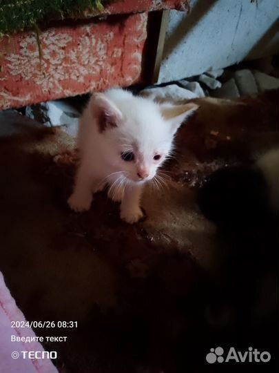 Котятки в добрые руки