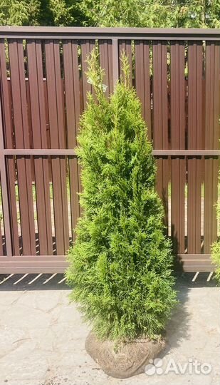 Туя Смарагд 130-170см