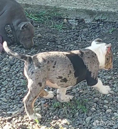 Американский булли покет