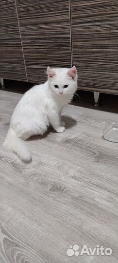 Белый котёнок