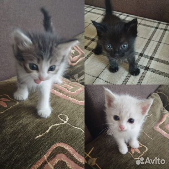 Котята 1,5 мес
