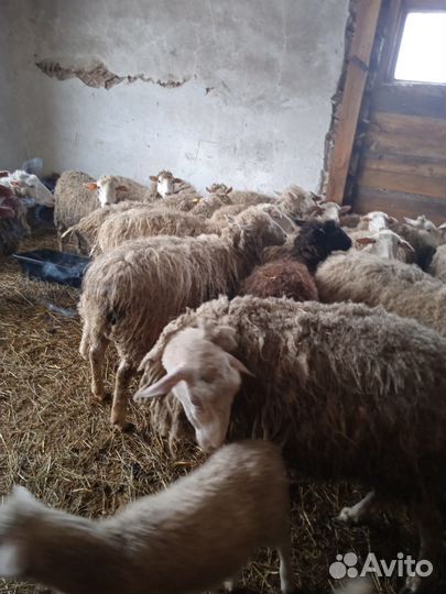 Овцы бараны ягнята Куйбышевской породы