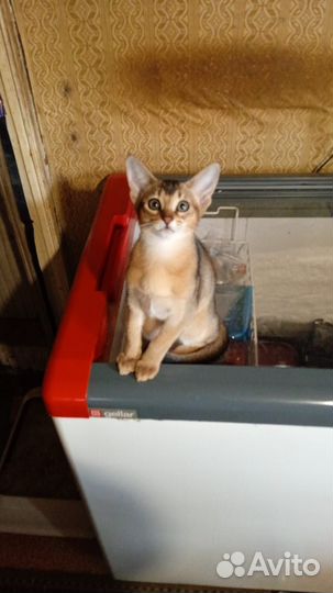 Абиссинские котята