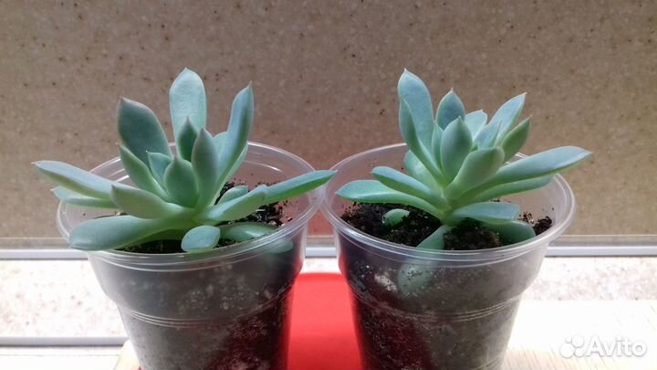 Суккуленты