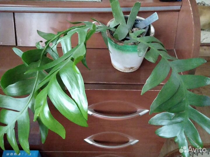 Суккуленты, кактусы