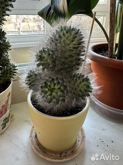 Кактусята молодые в горшках