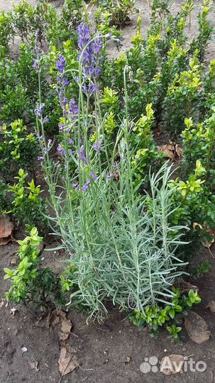 Многолетники: Лаванда Пионы Примула Дороникум