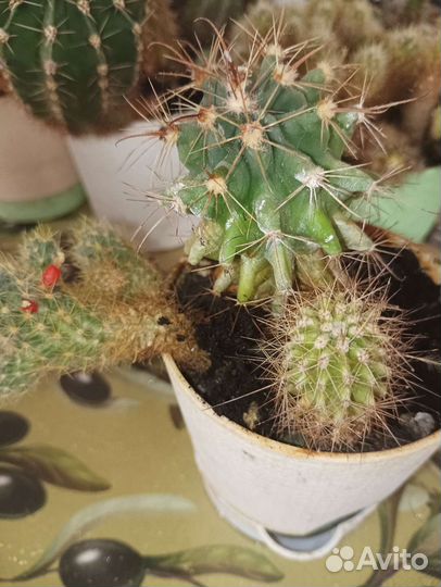 Кактусы