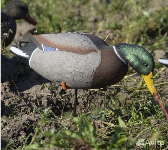 Комплект чучел Кряква полевая Live с сумкой Final