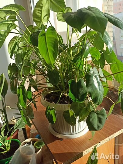 Комнатные цветы филодендрон