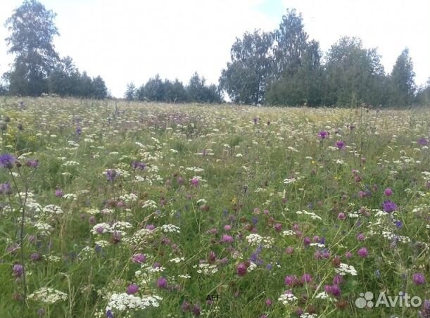 Мёд 2024 года натуральный опт