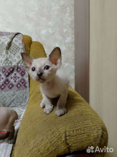 Котята сфинкс
