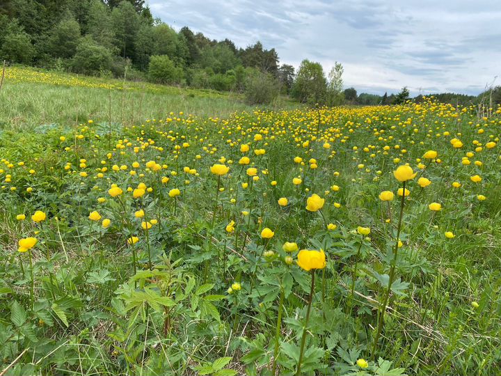 Дом 50 м² на участке 20 сот.