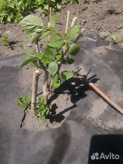 Гортензия стронг анабель