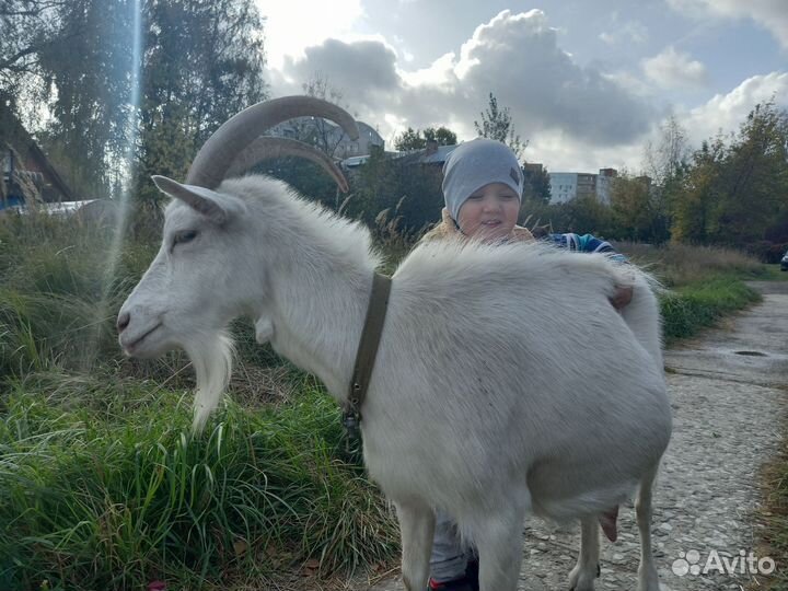 Коза дойная