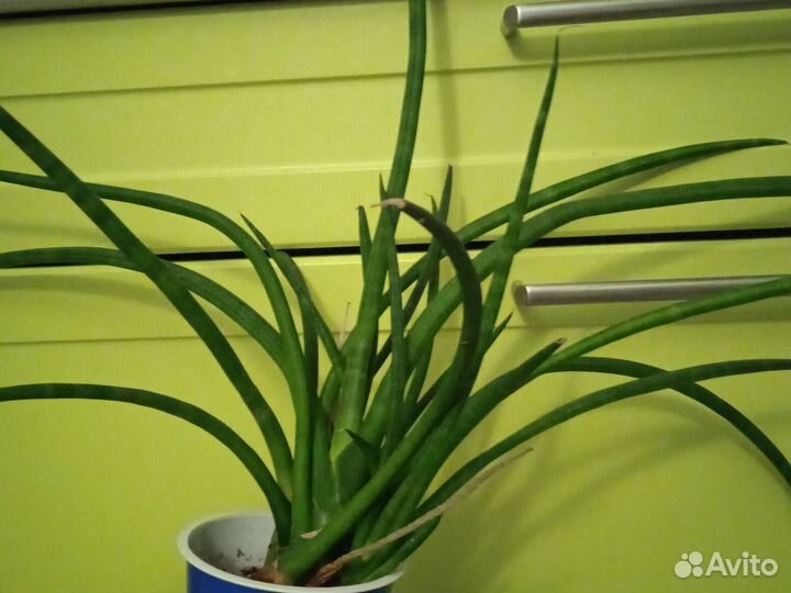 Сансевиерия цилиндрика переросшая)