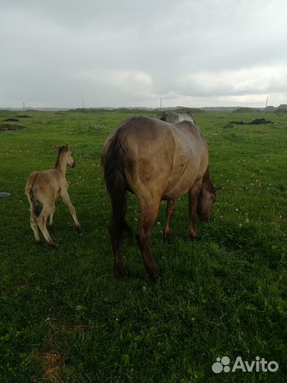 Кобылы с жеребенком