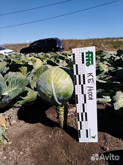 Семена капусты Стортинг F1