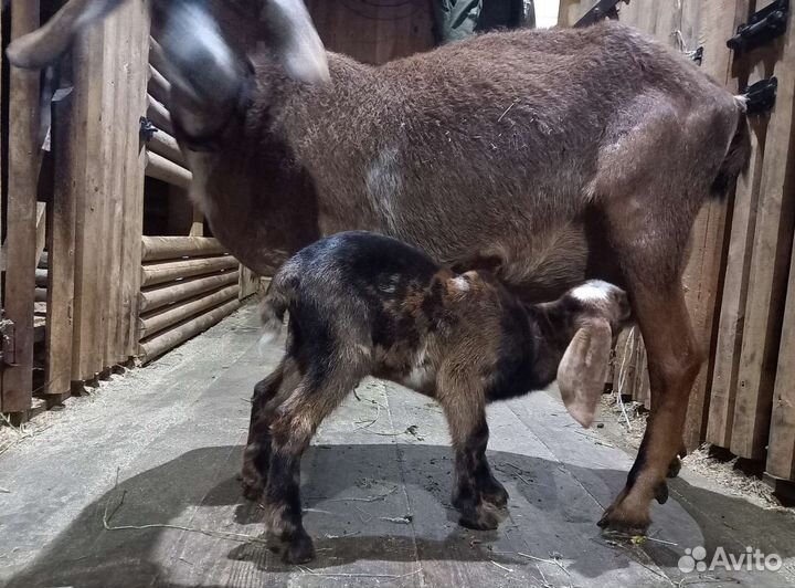 Козы дойные, козлы