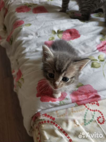 Котенок ищет дом