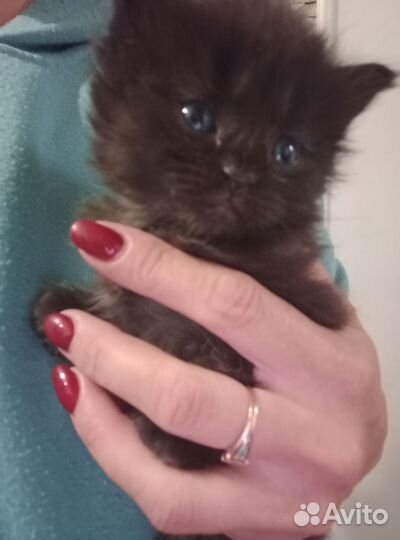 Котята мейн-кун