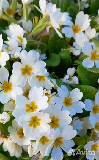 Рябчик, примулы