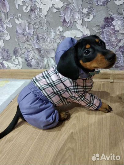 Куртка для щенка