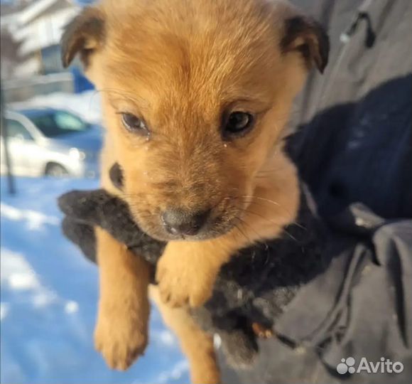 В добрые руки мама помесь овчарки и щенок