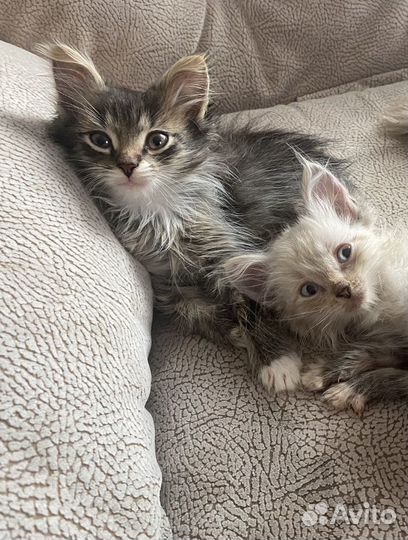 Котята в добрые ручки