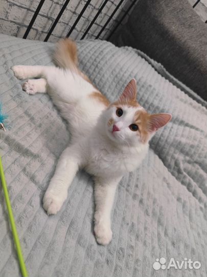 Мальчик котенок ищет дом