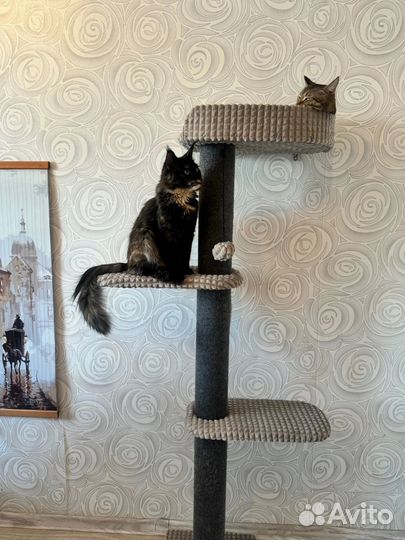 Когтеточка для кошек