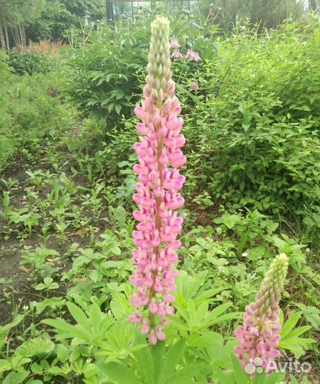 Люпин 3 сорта