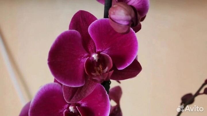 Орхидея Pretoria
