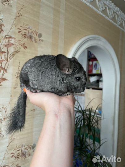 Шиншилла