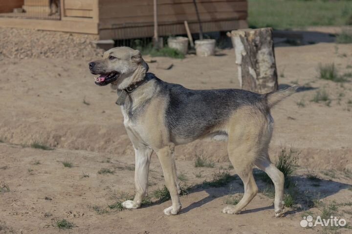 Псу Зору очень нужны заботливые родители
