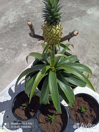 Ананас Беби (мини)
