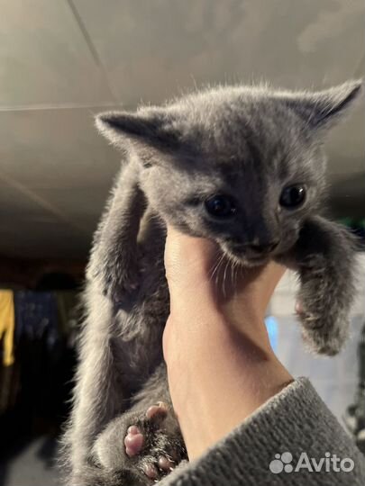 Британская кошка котята