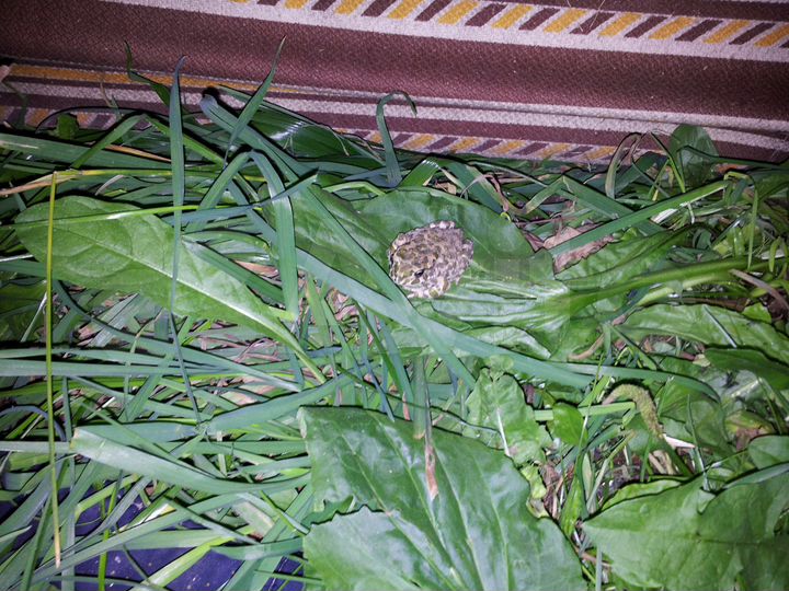 Дом 38 м² на участке 50 сот.