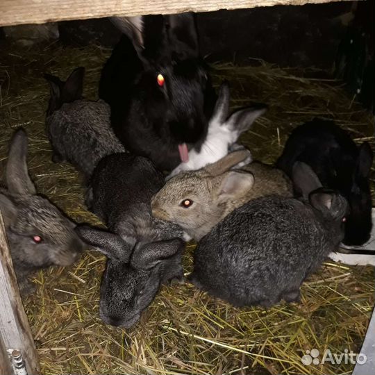 Мясо кролика