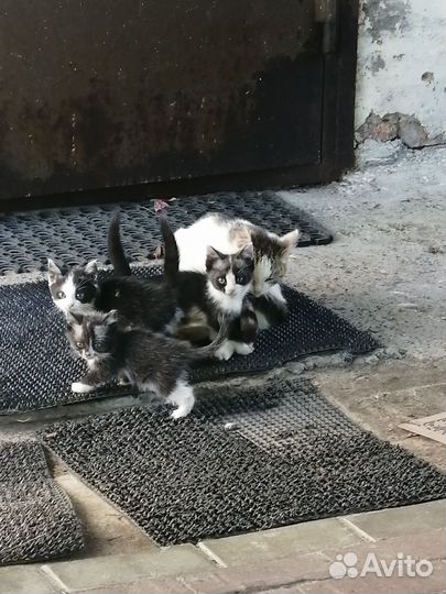 Котята в добрые руки