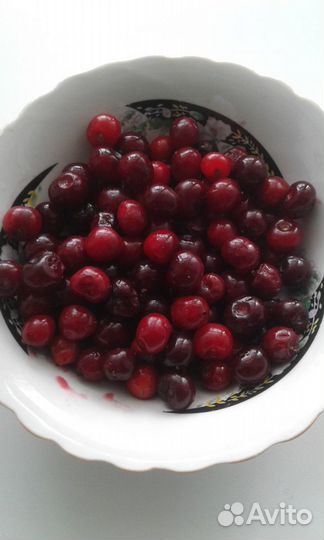 Саженцы вишни уральской 2-3 летки