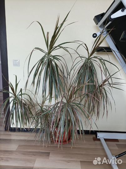 Пальма драцена